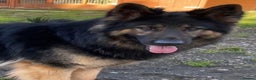 German Shepherd dogs for stud: KC Reg Shadow fully Health Tested at stud in Wisbech - Advert 24