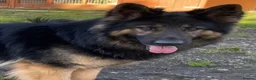 German Shepherd dogs for stud: KC Reg Shadow fully Health Tested at stud in Wisbech - Advert 24