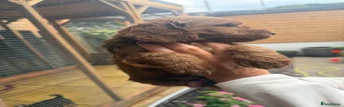 Cockapoo Puppy 1