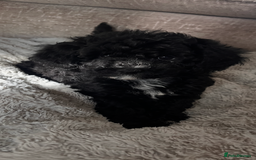 Maltipoo dogs for sale: REDUCED last girl Unique maltipoo litter 🐶🩷🩵 - Image 7