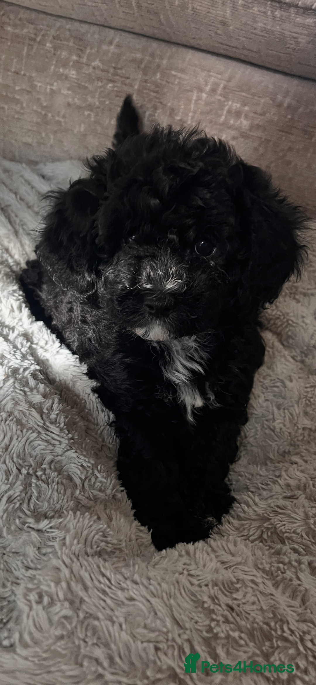 Maltipoo dogs for sale: REDUCED last girl Unique maltipoo litter 🐶🩷🩵 - Image 7