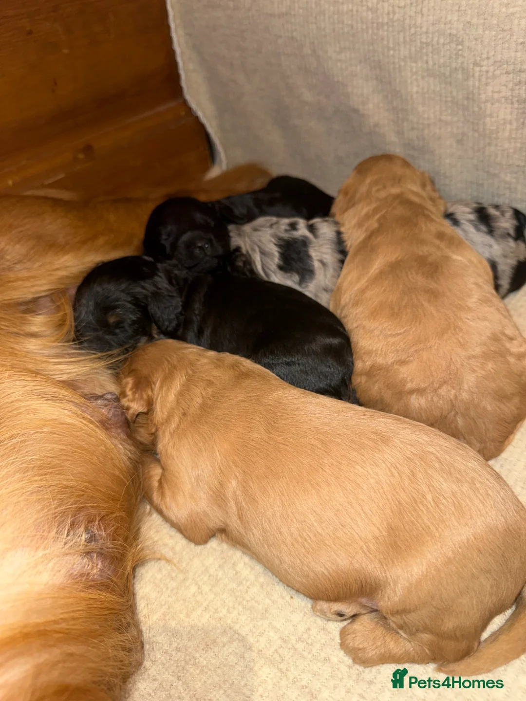 Cockapoo dogs for sale: F1 Cockapoos A Cocker Spaniel x Toy Poodle Mix - Advert 2