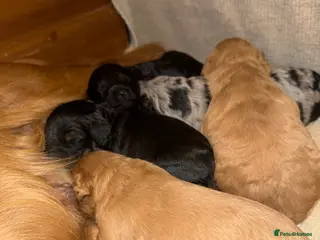 Cockapoo dogs F1 Cockapoos A Cocker Spaniel x Toy Poodle Mix - Advert 12