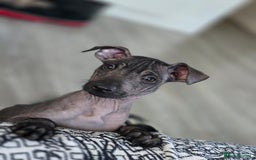 Mexican Hairless dogs for sale: Mexican hairless  in Newcastle upon Tyne - Image 2