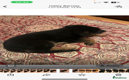 German Shepherd dogs for sale: German Shepherd Pups For Sale - Advert 6