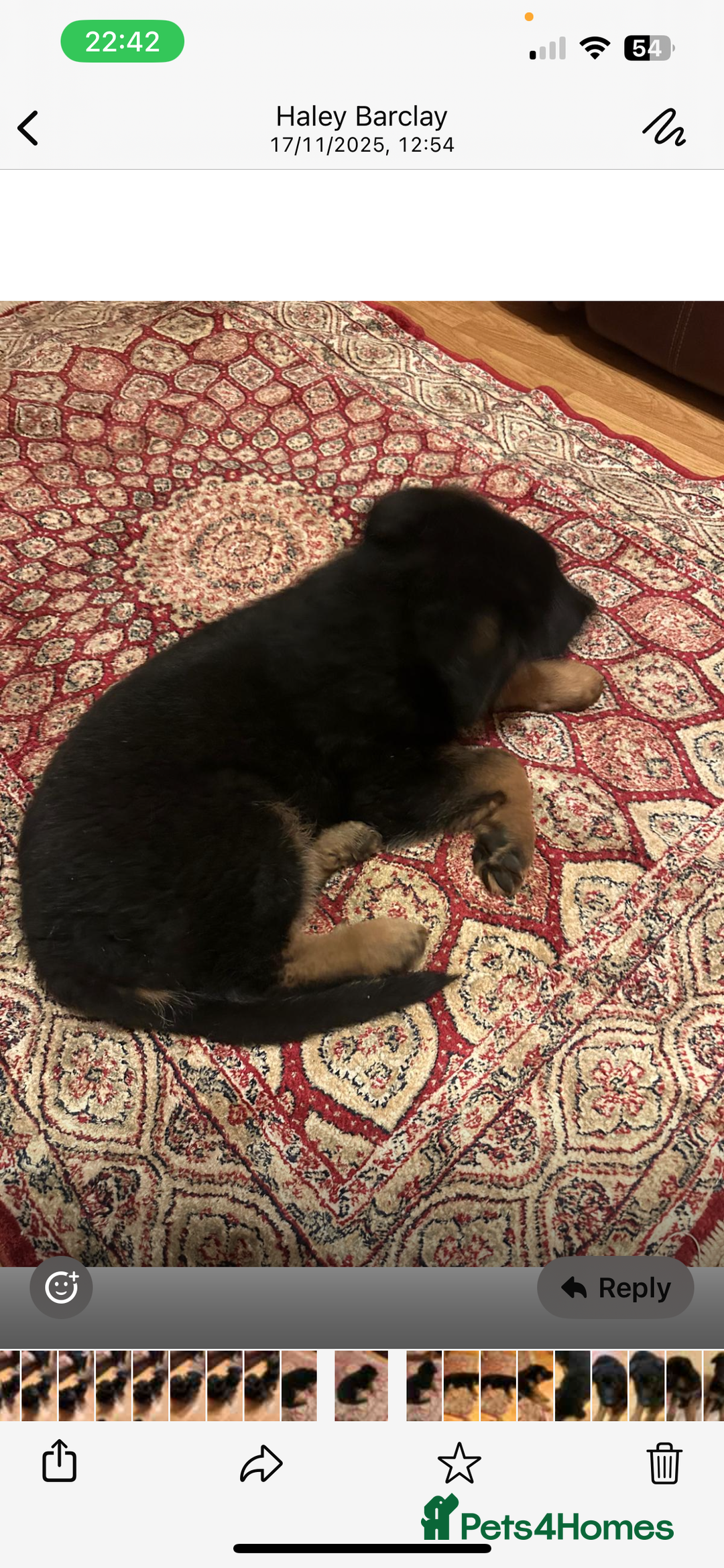 German Shepherd dogs for sale: German Shepherd Pups For Sale - Advert 6