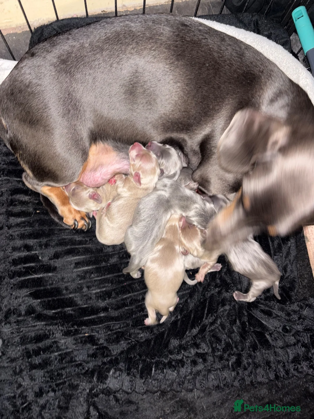 Dachshund dogs for sale: 7 beautiful dachshunds  in Walsall - Advert 11
