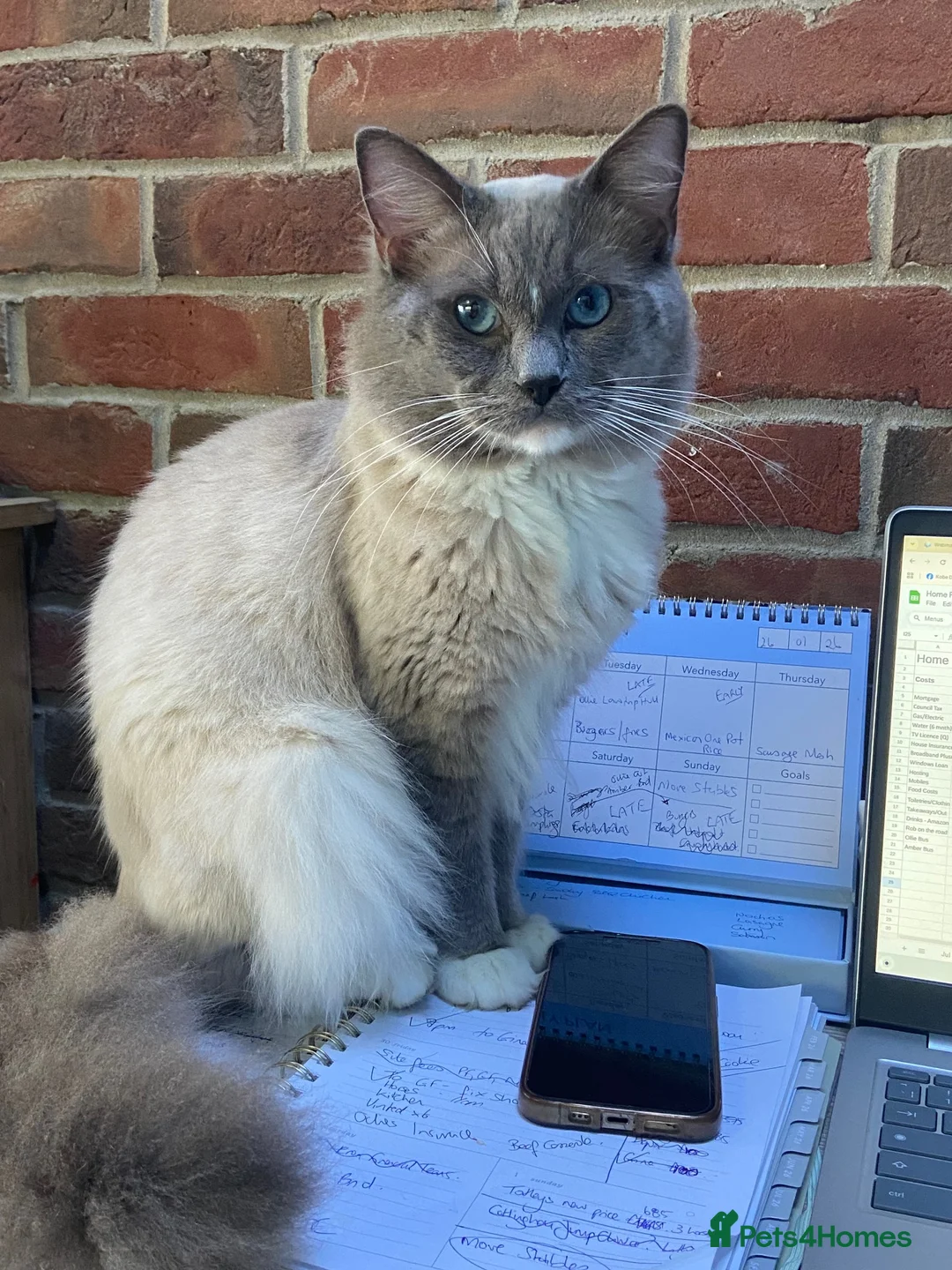 Ragdoll cats for stud: GCCF Reg. Blue point mitted Ragdoll Stud - JEEVES - Advert 1