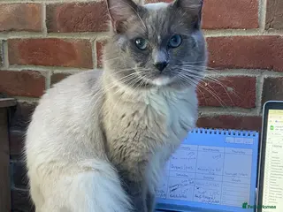 Ragdoll cats GCCF Reg. Blue point mitted Ragdoll Stud - JEEVES - Advert 14