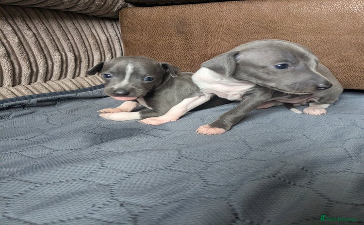 Italian Greyhound dogs - Advert 1