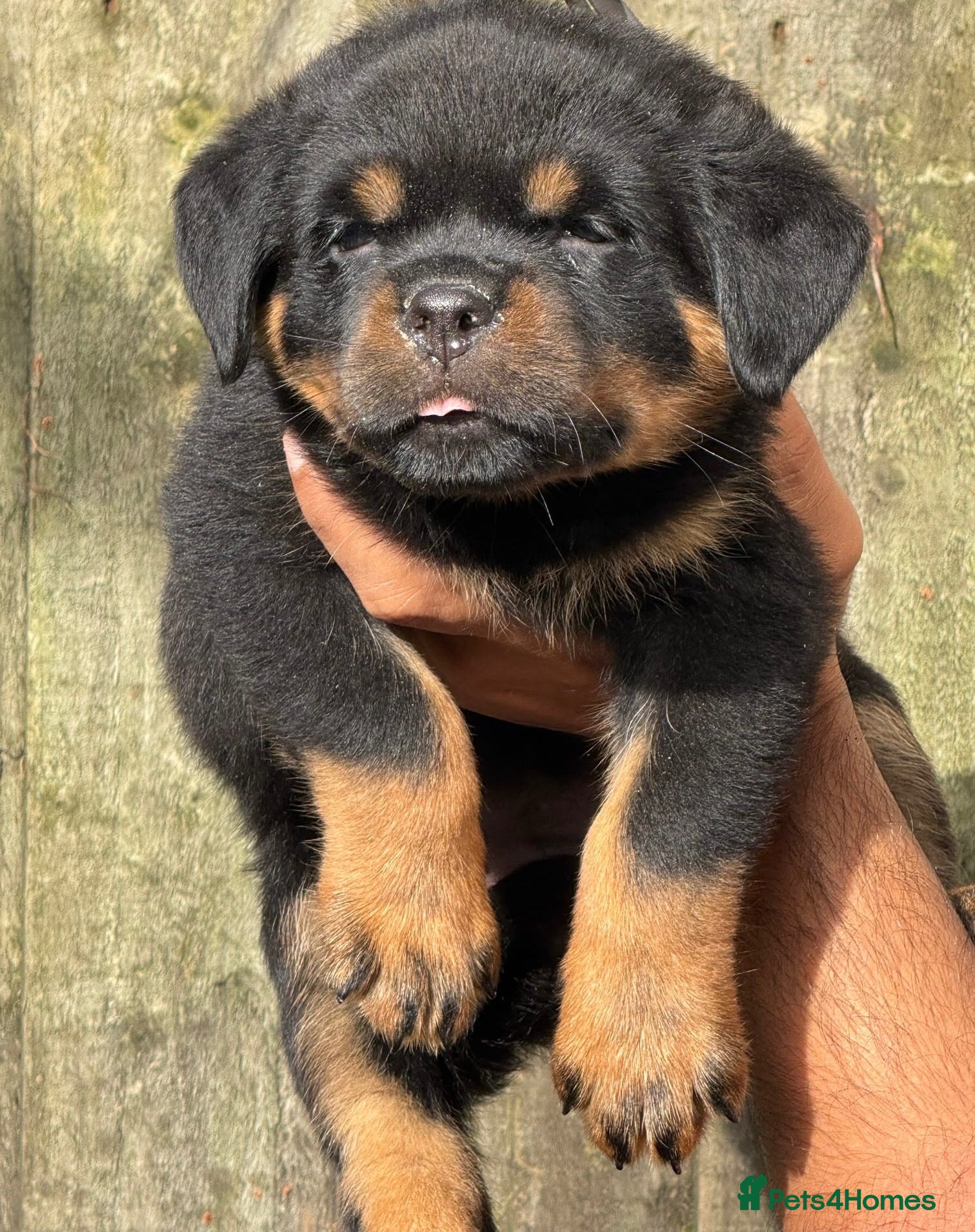 Rottweiler dogs for sale: Top quality kc reg Rottweiler pups german/serbian - Advert 2
