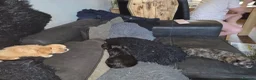 Cava Tzu dogs for sale: Cava tzu puppies - Advert 3