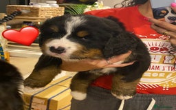 Bernese Mountain Dog dogs for sale: Bernese Mountain Dog Puppies - Image 10