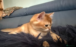 British Shorthair cats for sale: Ready pure AY12, NY12 Corin BSH  - Image 40