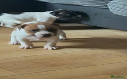 Mixed Breed dogs for sale: Staffy cross alapah blue blood  - Image 22