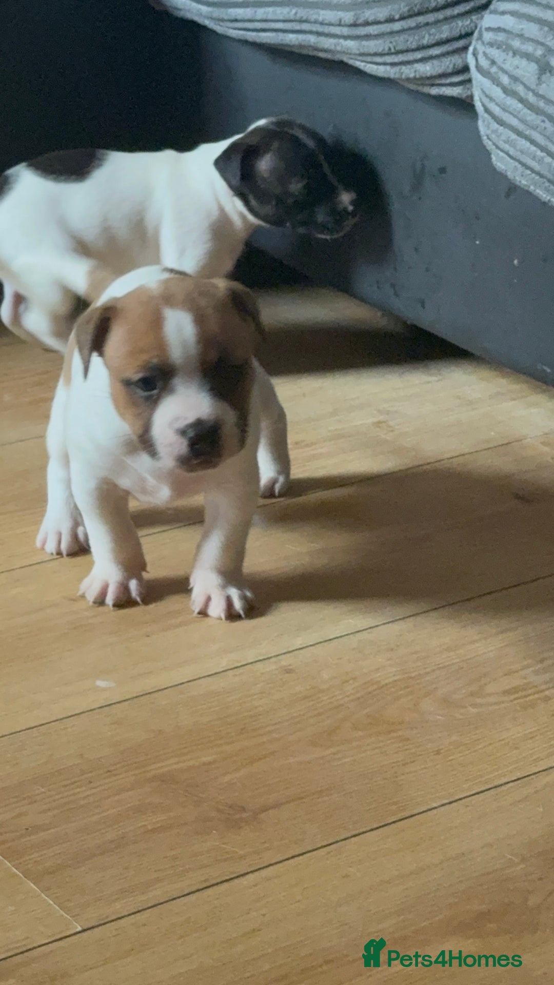 Mixed Breed dogs for sale: Staffy cross alapah blue blood  - Image 22