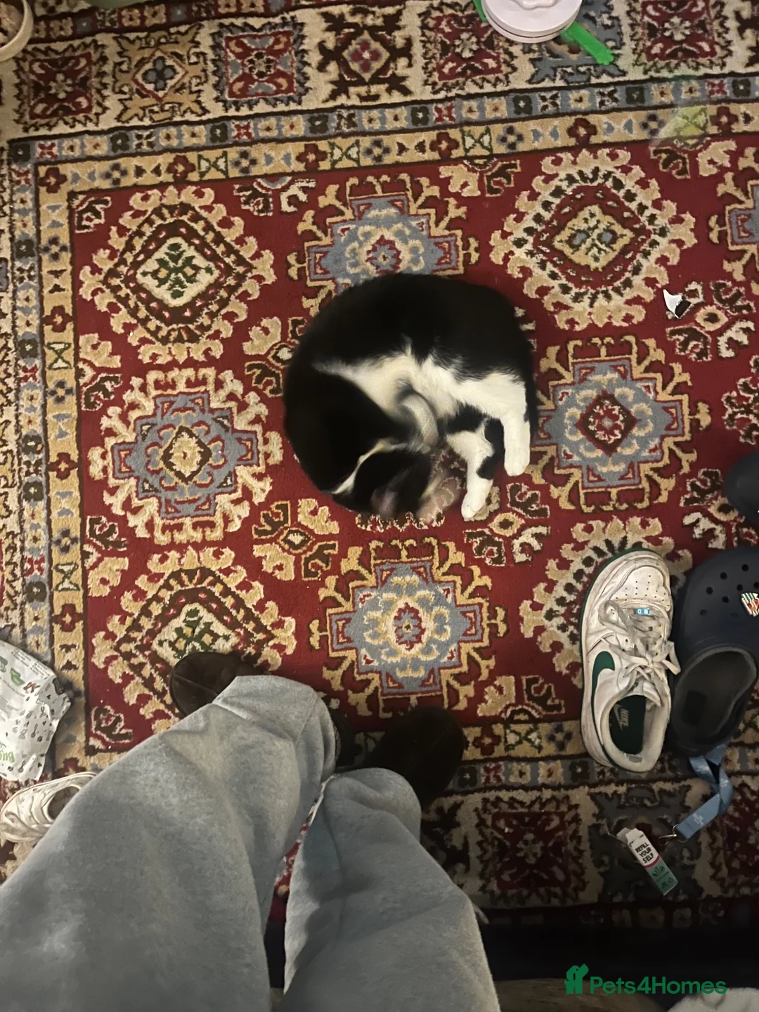 British Longhair cats for sale: Cat for re homing - Alan - Advert 5