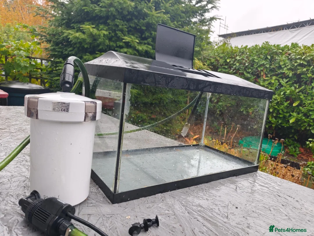 Other/Mixed Breed fish for sale: 50L Aquarium, With 400L/H Ext. Filter +accessories - Advert 2