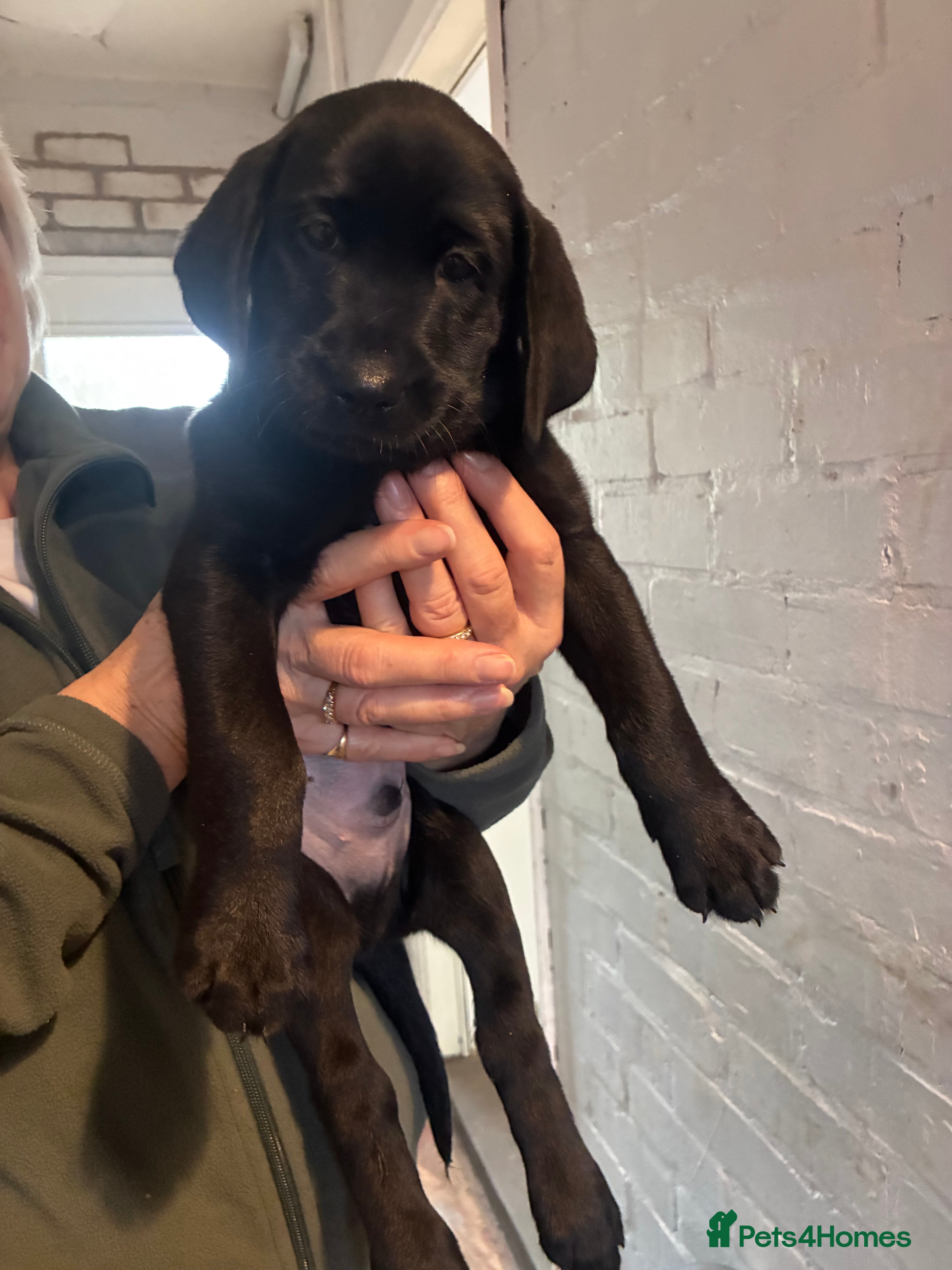 Labrador Retriever dogs STUNNING PEDIGREE LABRADOR PUPPIES 🖤 - Advert 6