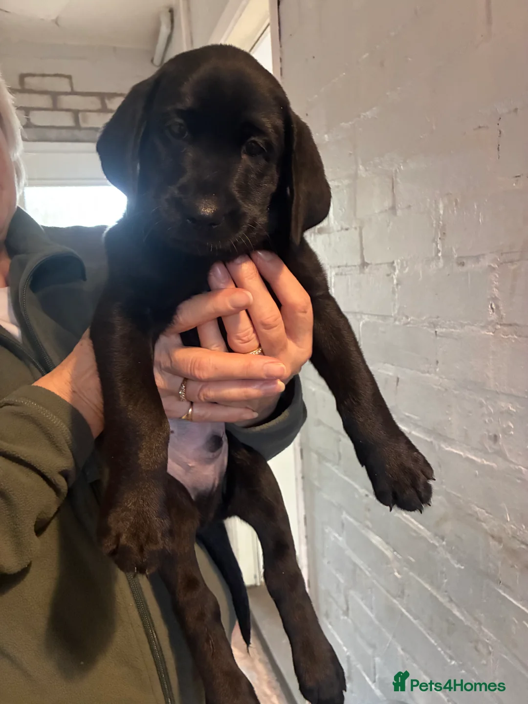 Labrador Retriever dogs for sale: 2 girls 1 boy left ready for their forever homes - Advert 2