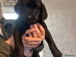 Labrador Retriever dogs STUNNING PEDIGREE LABRADOR PUPPIES 🖤 - Advert 6