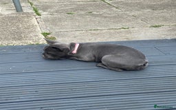 French Bulldog dogs for sale: French bulldog pup girl BLUE 13 weeks old - Image 22