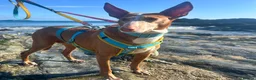 Ibizan Hound dogs for adoption: Kiara - a sweet low energy girl - Advert 3