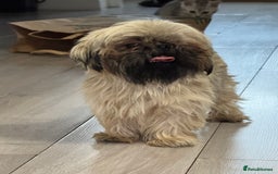 Shih Tzu dogs for sale: Shih tzu karashishi puppy  - Image 4