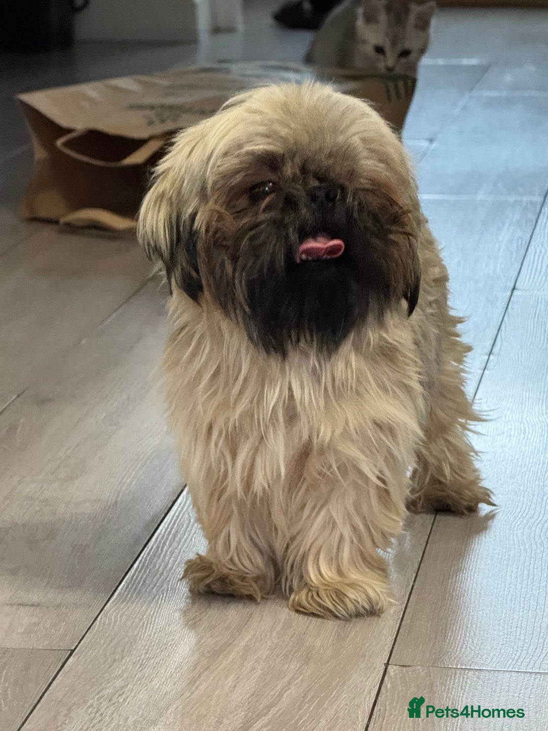 Shih Tzu dogs for sale: Shih tzu karashishi puppy  - Image 4