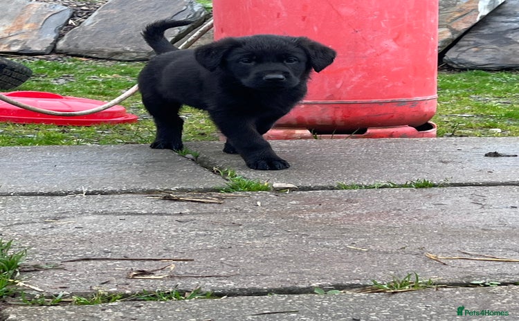 Labrador Retriever dogs - Advert 11