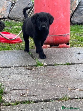 Labrador Retriever dogs - Advert 11