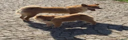 Japanese Shiba Inu dogs for sale: Shiba Inu puppies parents health tested  - Advert 11