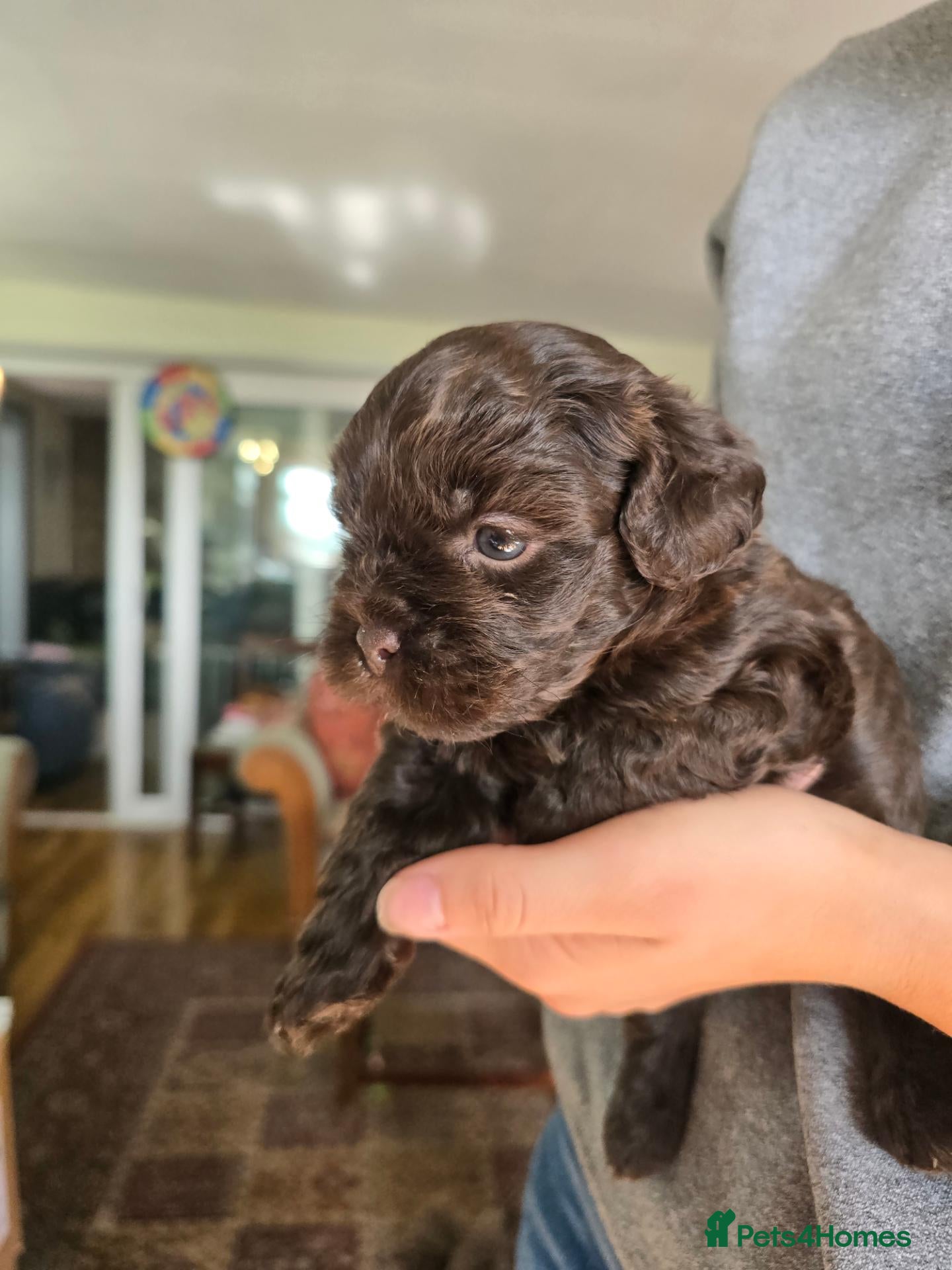 Shihpoo dogs 🐾 Gorgeous Shihpoo puppies for sale 🐾 - Advert 1