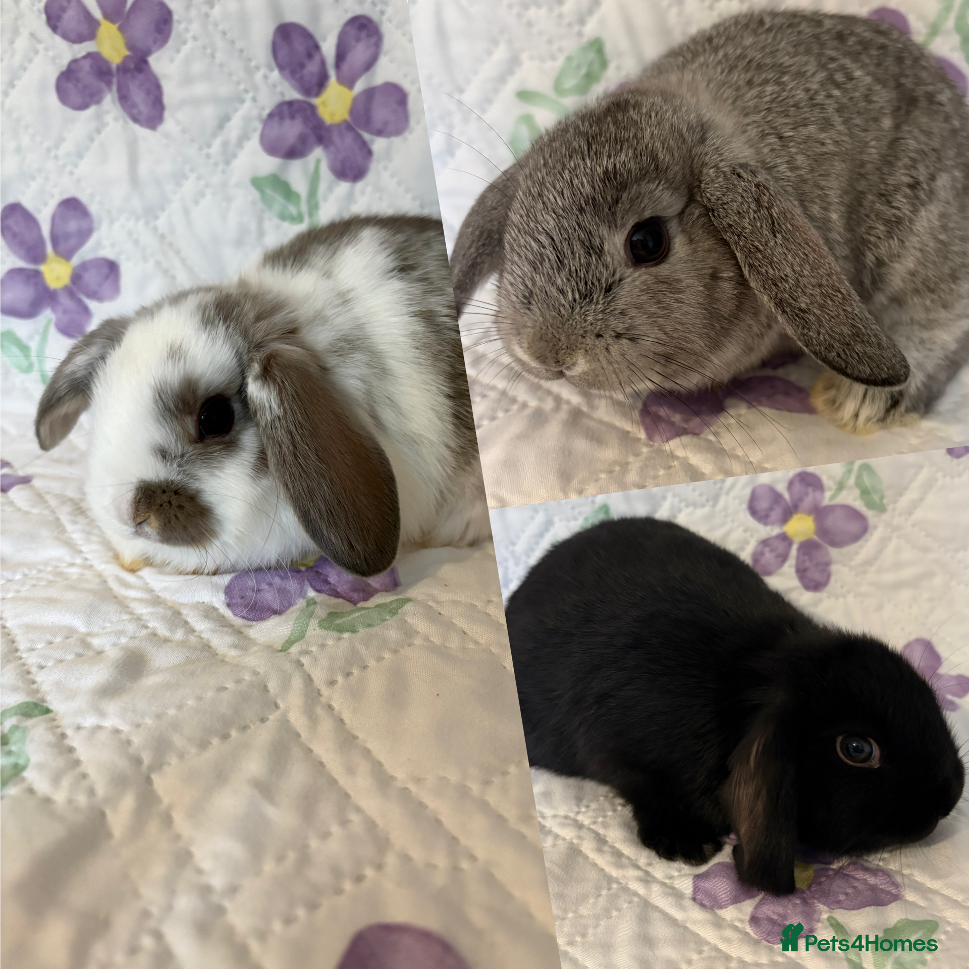 Mini Lop rabbits Baby Mini Lops (ready 19/02)  - Advert 15