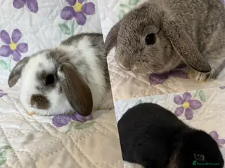 Mini Lop rabbits Baby Mini Lops (ready 19/02) - Advert 12