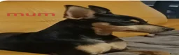 Miniature Pinscher dogs for sale: 6 Beautiful Miniature pincher Puppies  - Advert 14