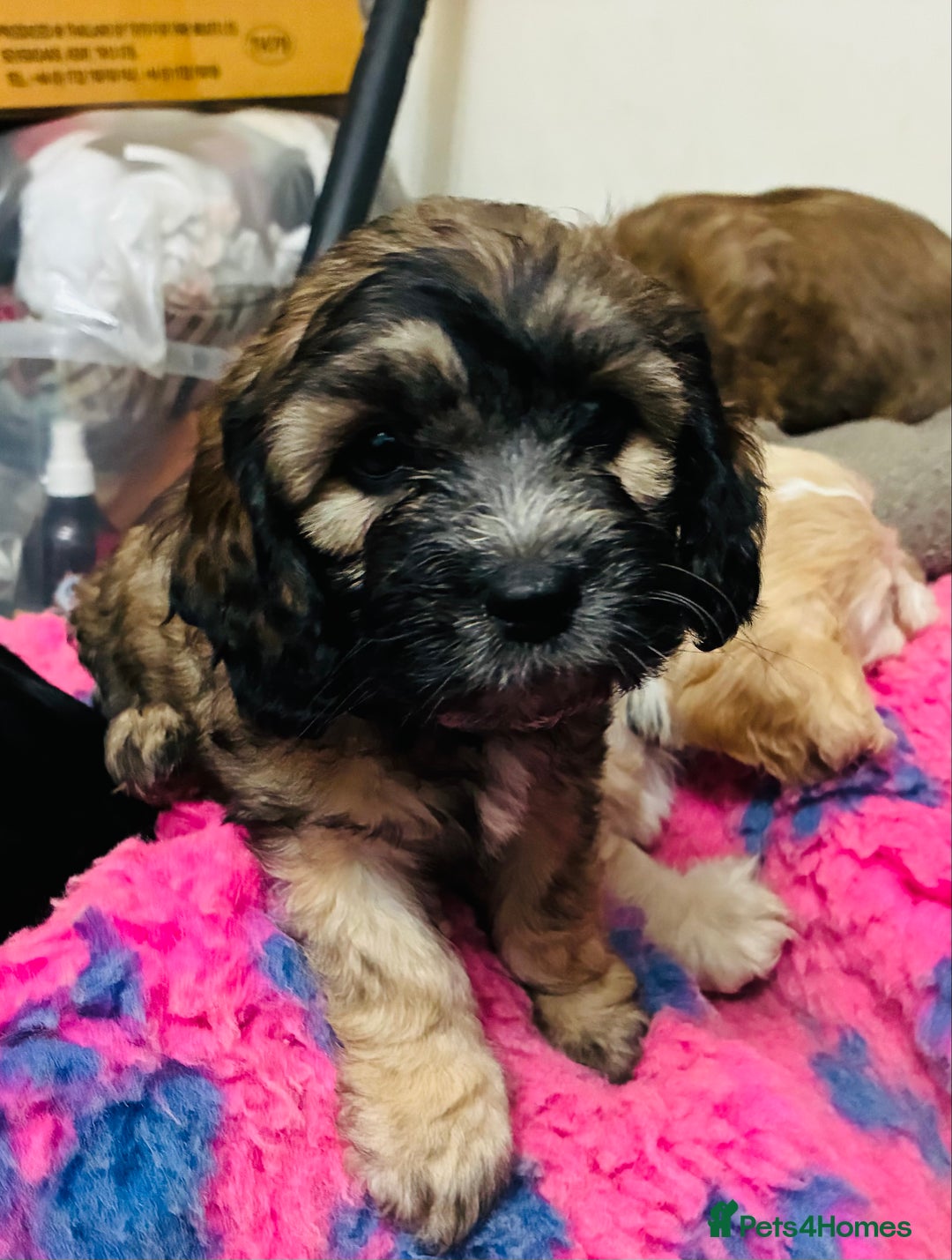 Mixed Breed dogs for sale: 6 Stunning Cock-a-chon puppies  - Advert 13