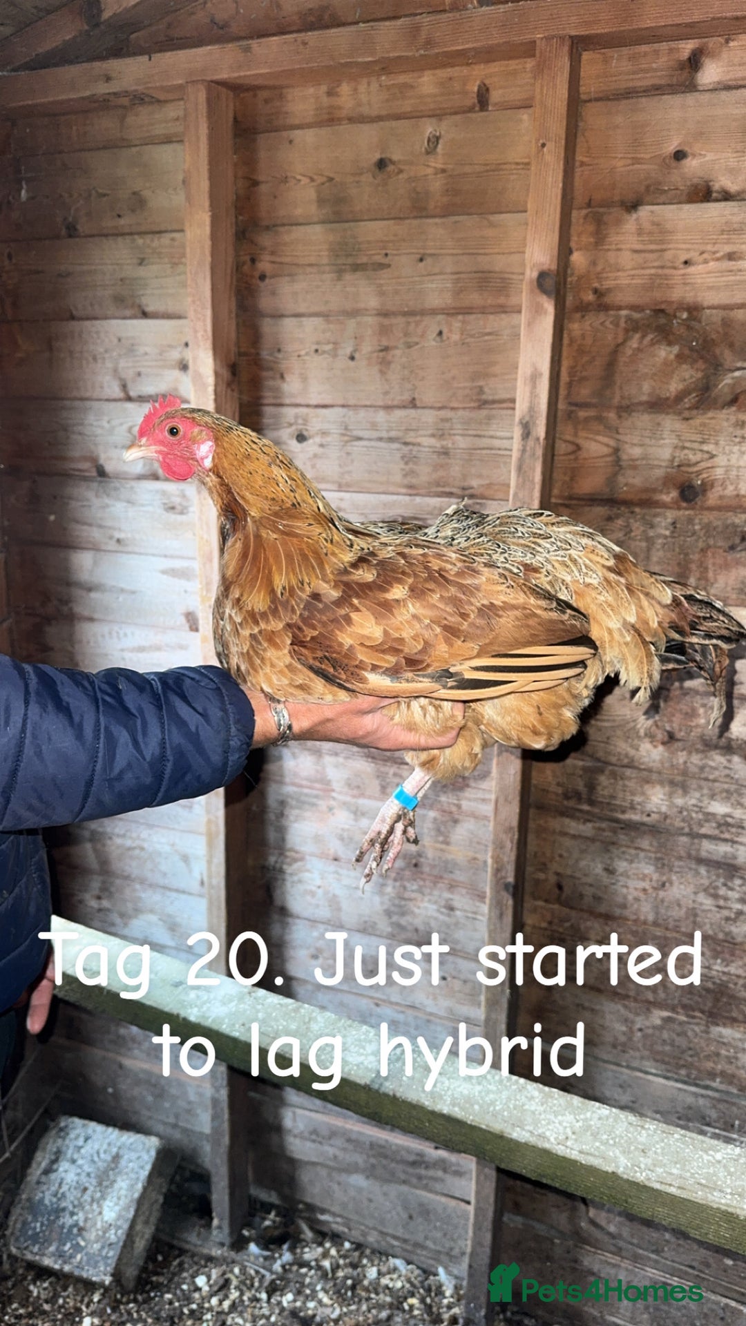 Chickens poultry for sale: Hybrid/ cross breed hens for sale - Image 20