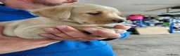 Labrador Retriever dogs for sale: Labrador Pups KC Reg Health Tested - Advert 13