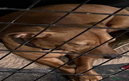 Chiweenie dogs for sale: Dachshund cross - Image 2