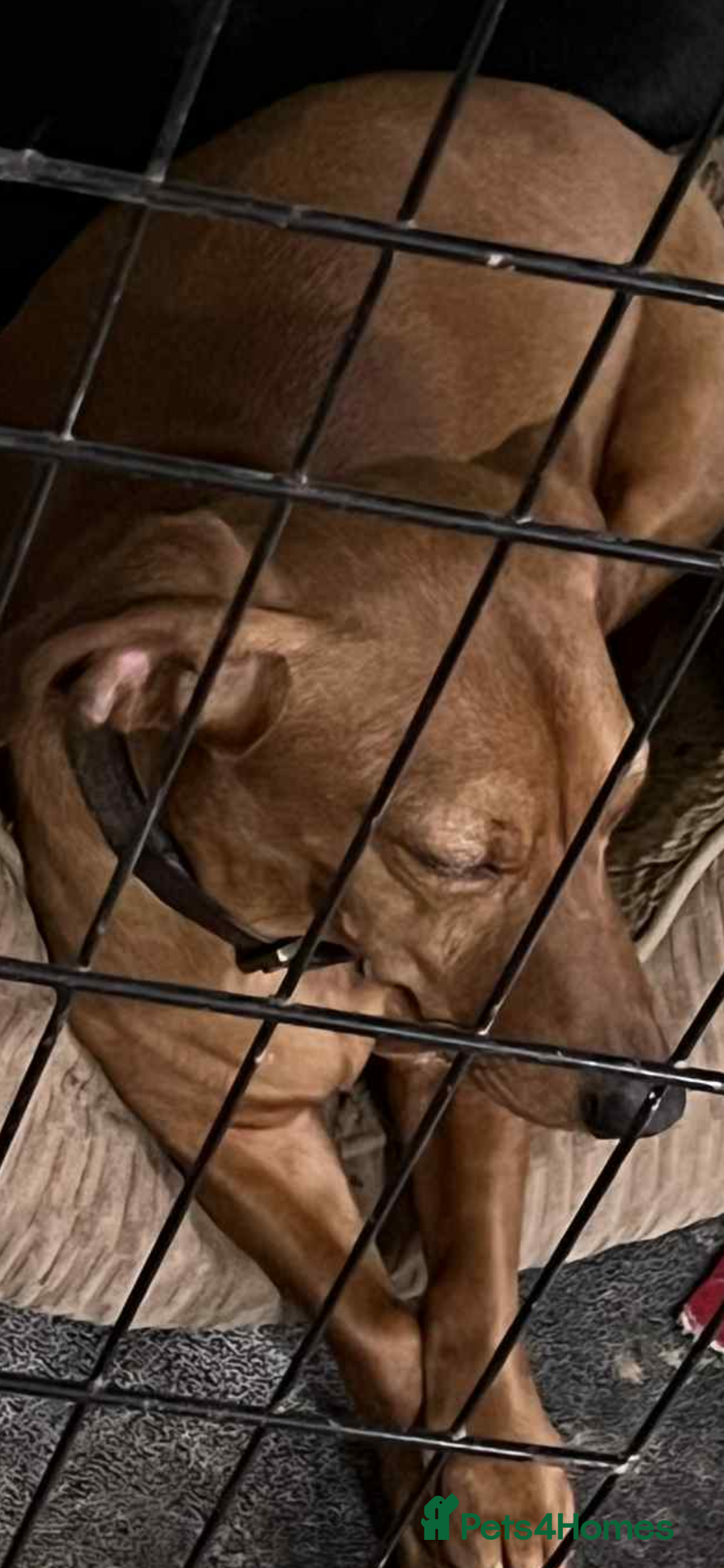 Chiweenie dogs for sale: Dachshund cross - Image 2