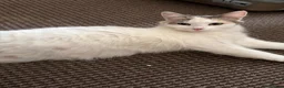 Domestic Shorthair cats for sale: Domestic Shorthair - Advert 1