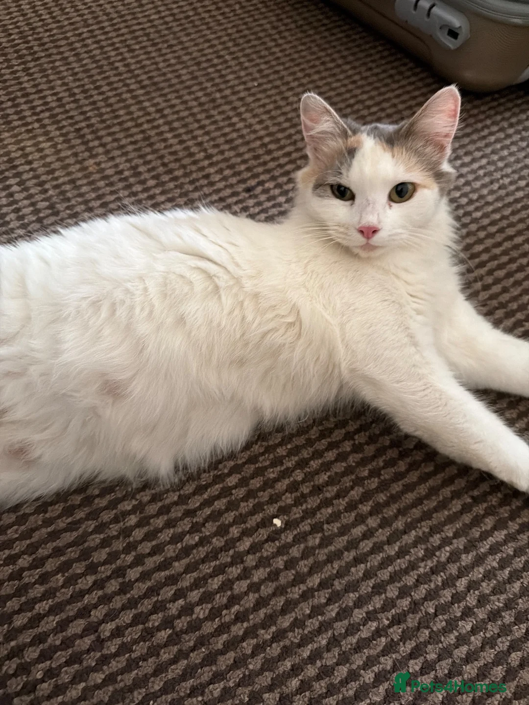Domestic Shorthair cats for sale: Domestic Shorthair - Advert 1