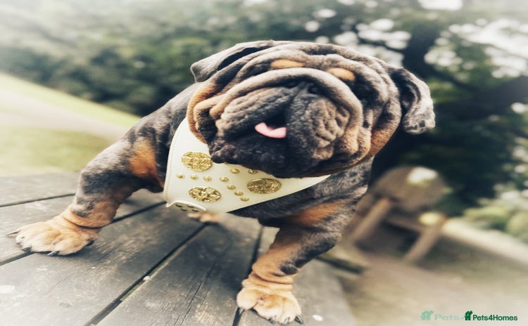 English Bulldog dogs - Advert 8