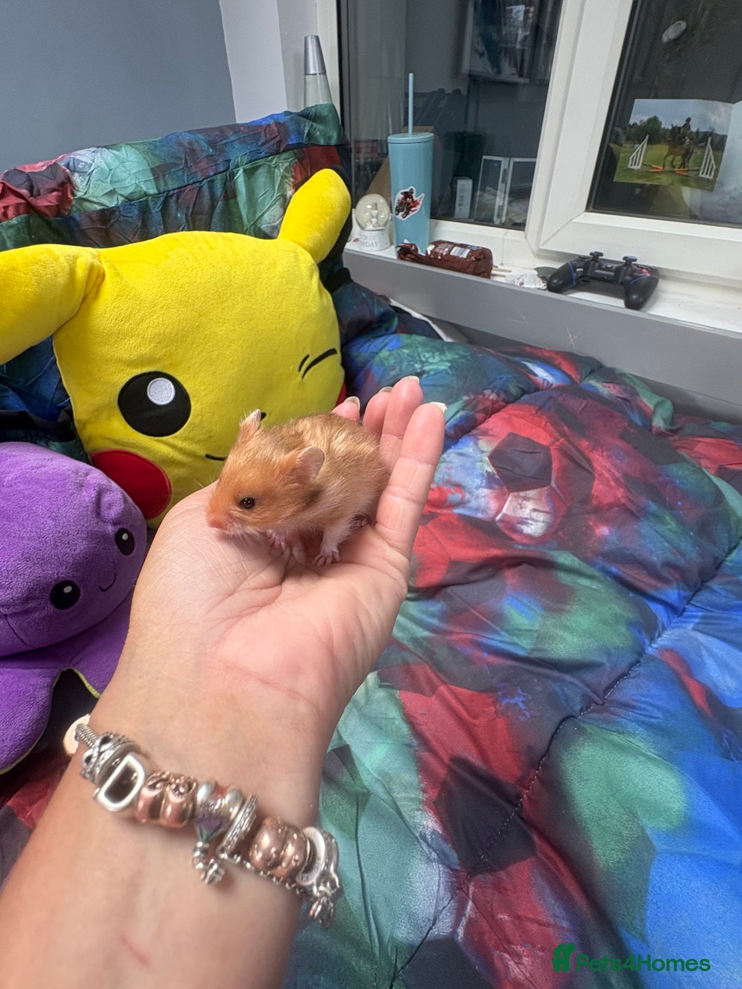 Hamster rodents for sale: Friendly Syrian hamster babies  - Image 11