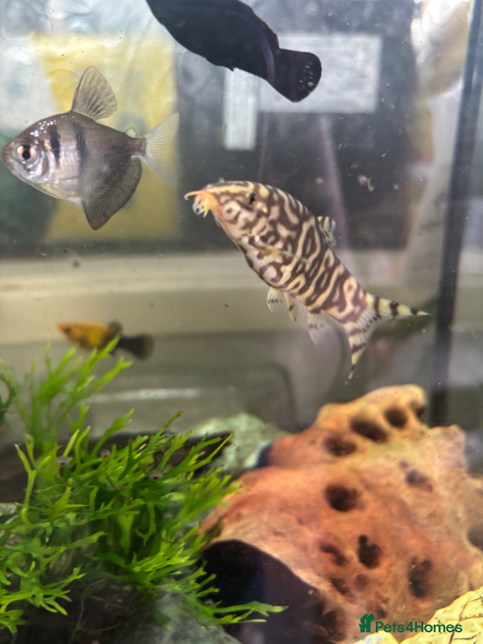 Plecos fish 2 yo-yo loaches  for sale - Advert 4