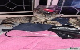 Bengal cats for sale: Mixed bengal kittens   - Image 39