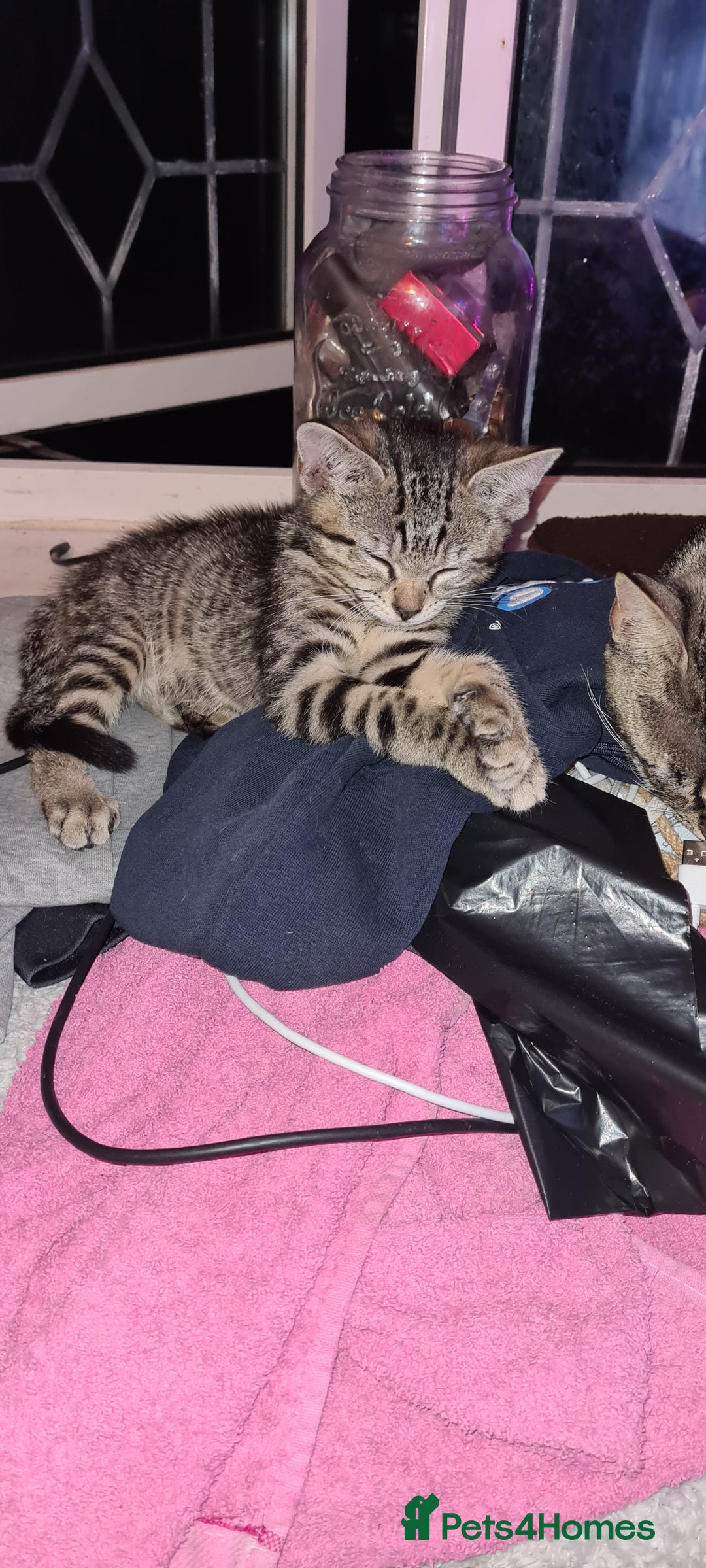 Bengal cats for sale: Mixed bengal kittens   - Image 39