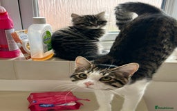 Maine Coon cats for sale: Fluffy female white black tabby male - Image 1