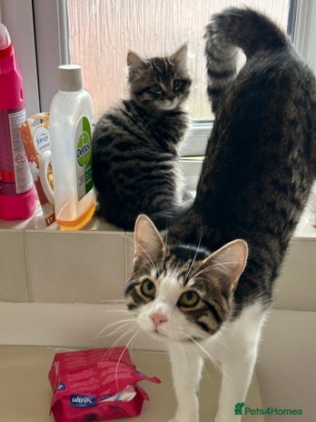 Maine Coon cats - Advert 6